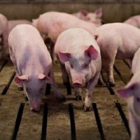 Giá heo hơi hôm nay 4/2: Tăng 1.000 - 2.000 đồng/kg