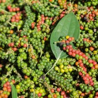 Giá tiêu hôm nay 4/2: Tăng nhẹ