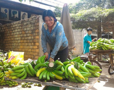 Người trồng nông sản Việt Nam khóc ròng vì dịch virus Corona