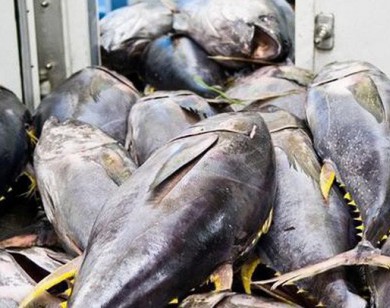 Cá ngừ xuất khẩu sang Mỹ tăng đột biến
