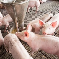 Dự báo giá heo hơi ngày mai 8/2: Duy trì xu hướng tăng?