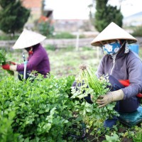 Rau Đà Lạt “cháy hàng” vì dịch virus Corona