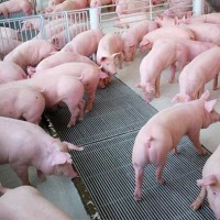 Giá heo hơi hôm nay 8/2: Mức cao nhất là 86.000 đồng/kg