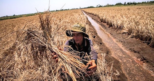 Hạn mặn “khốc liệt” chưa từng có, người dân Đồng bằng sông Cửu Long điêu đứng!