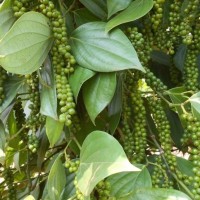 Giá tiêu hôm nay 18/2: Dao động từ 36.000 - 38.500 đồng/kg