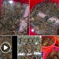 Đến lượt tôm hùm "đòi" giải cứu!