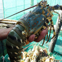 Sau “giải cứu”, tôm hùm bất ngờ tăng giá gấp đôi