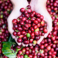 Giá cà phê hôm nay 3/3: Đồng loạt tăng 200 đồng/kg