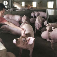 Giá heo hơi hôm nay 6/3: Dao động từ 70.000 - 88.000 đồng/kg