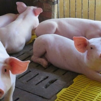 Dự báo giá heo hơi ngày mai 7/3: Xu hướng tăng trở lại?