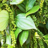 Giá tiêu hôm nay 10/3: Có nơi giảm 1.000 đồng/kg