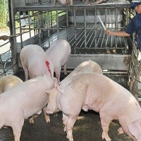 Dự báo giá heo hơi ngày mai 12/3: Sẽ tăng trở lại?