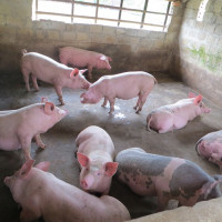 Giá heo hơi hôm nay 14/3: Có nơi tăng mạnh 12.000 đồng/kg