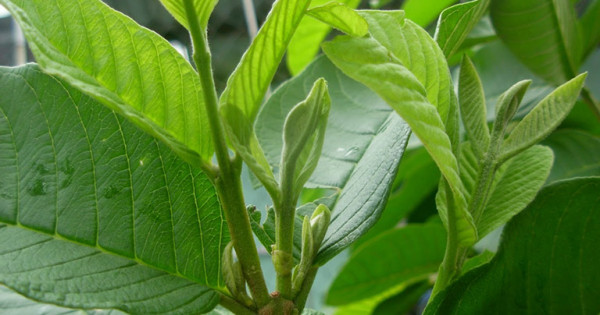 Bí quyết làm đẹp da bằng lá ổi