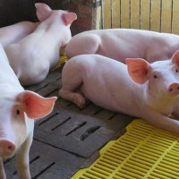 Giá heo hơi hôm nay 25/3: Có địa phương tăng mạnh 9.000 đồng/kg