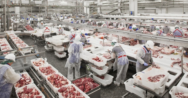 Gần 1.500 tấn thịt heo từ Nga đã về Việt Nam
