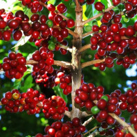 Giá cà phê hôm nay 27/3: Đồng loạt giảm 400 đồng/kg