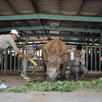 Vinpearl Safari Phú Quốc chào đón tê giác thứ 3 chào đời