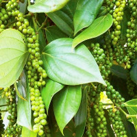 Giá tiêu hôm nay 3/4: Giảm 500 đồng/kg