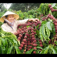Giá cà phê hôm nay 7/4: Dao động từ 29.400 - 30.000 đồng/kg