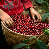 Giá cà phê hôm nay 8/4: Đồng loạt tăng 200 đồng/kg