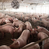 Giá heo hơi hôm nay 8/4: Có nơi tăng mạnh 8.000 đồng/kg