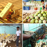 Tiêu dùng trong tuần: Giá vàng tăng mạnh, trong khi hải sản, xoài, gà rớt giá thê thảm