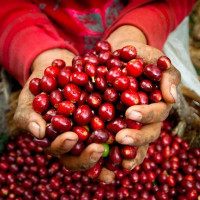 Giá cà phê hôm nay 13/4: Mức cao nhất là 30.000 đồng/kg