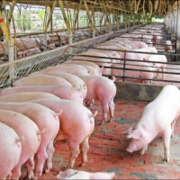 Giá heo hơi hôm nay 24/4: Hai miền Trung - Nam tiếp tục tăng nhẹ