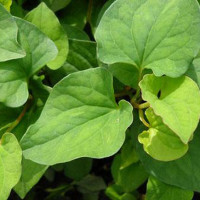 Sạch mụn, giảm lão hóa da với rau diếp cá