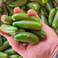 Bơ mini không hạt khiến người Sài Gòn “phát cuồng”