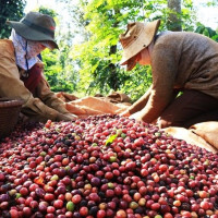 Giá cà phê hôm nay 7/5: Dao động trong khoảng 30.500 - 31.200 đồng/kg