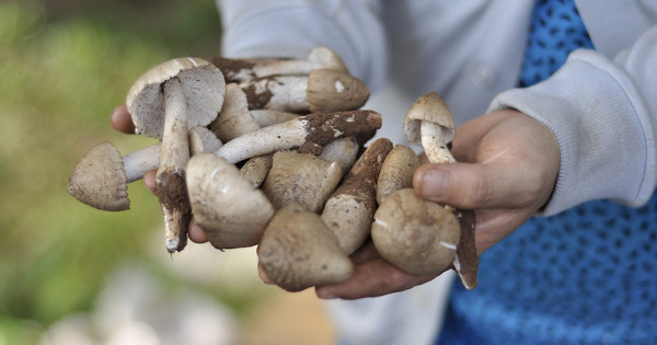 Nấm mối đầu mùa tại TP Hồ Chí Minh giá bán gần triệu đồng/kg