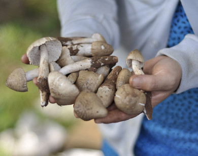 Nấm mối đầu mùa tại TP Hồ Chí Minh giá bán gần triệu đồng/kg