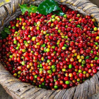 Giá cà phê hôm nay 12/5: Tiếp tục tăng 200 đồng/kg