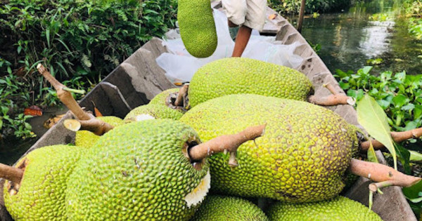 TP Hồ Chí Minh: Giá mít Thái giảm mạnh, chỉ còn 10.000-13.000 đồng/kg