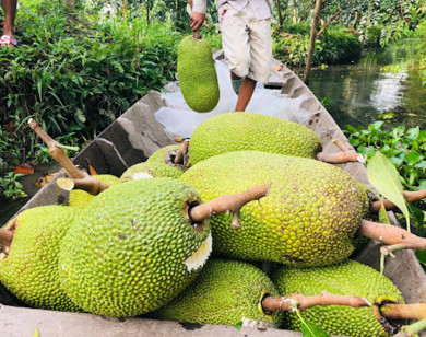TP Hồ Chí Minh: Giá mít Thái giảm mạnh, chỉ còn 10.000-13.000 đồng/kg