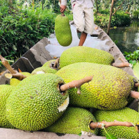 TP Hồ Chí Minh: Giá mít Thái giảm mạnh, chỉ còn 10.000-13.000 đồng/kg