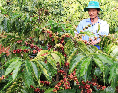 Giá cà phê hôm nay 22/5: Tăng trên cả nước