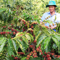 Giá cà phê hôm nay 22/5: Tăng trên cả nước