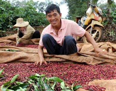 Giá cà phê hôm nay 23/5: Tiếp tục tăng mạnh