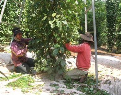 Giá tiêu hôm nay 23/5: Sản lượng giảm, giá tiêu tăng liên tiếp