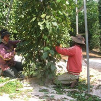 Giá tiêu hôm nay 23/5: Sản lượng giảm, giá tiêu tăng liên tiếp