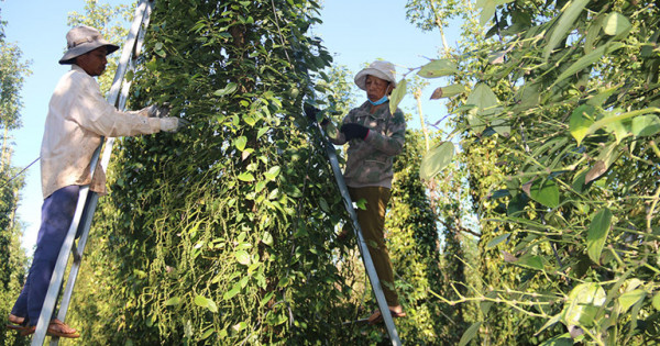 Giá tiêu hôm nay 25/5: Tăng mạnh phiên đầu tuần