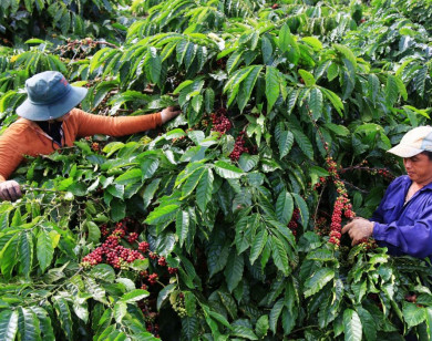 Giá cà phê hôm nay 25/5: Mức cao nhất là 31.800 đồng/kg