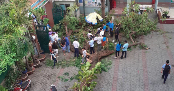 TP Hồ Chí Minh: Cây phượng trong trường học bật gốc, 1 học sinh tử vong