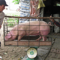 Giá heo hơi hôm nay 27/5: Tăng vọt lên 104.000 đồng/kg, ai chịu trách nhiệm để thiếu thịt heo?