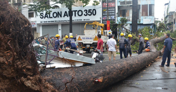 Kiểm tra, rà soát toàn bộ cây xanh trên địa bàn TP Hồ Chí Minh