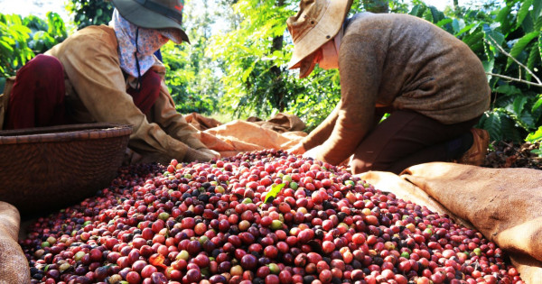 Giá cà phê hôm nay 29/5: Đồng loạt giảm mạnh trên cả nước