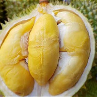Cách phân biệt sầu riêng Ri6 với sầu riêng Thái